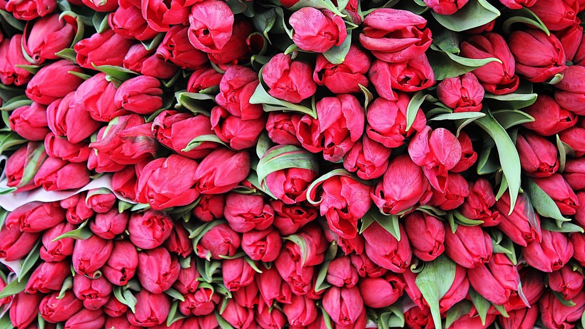 Полевой букет в руках