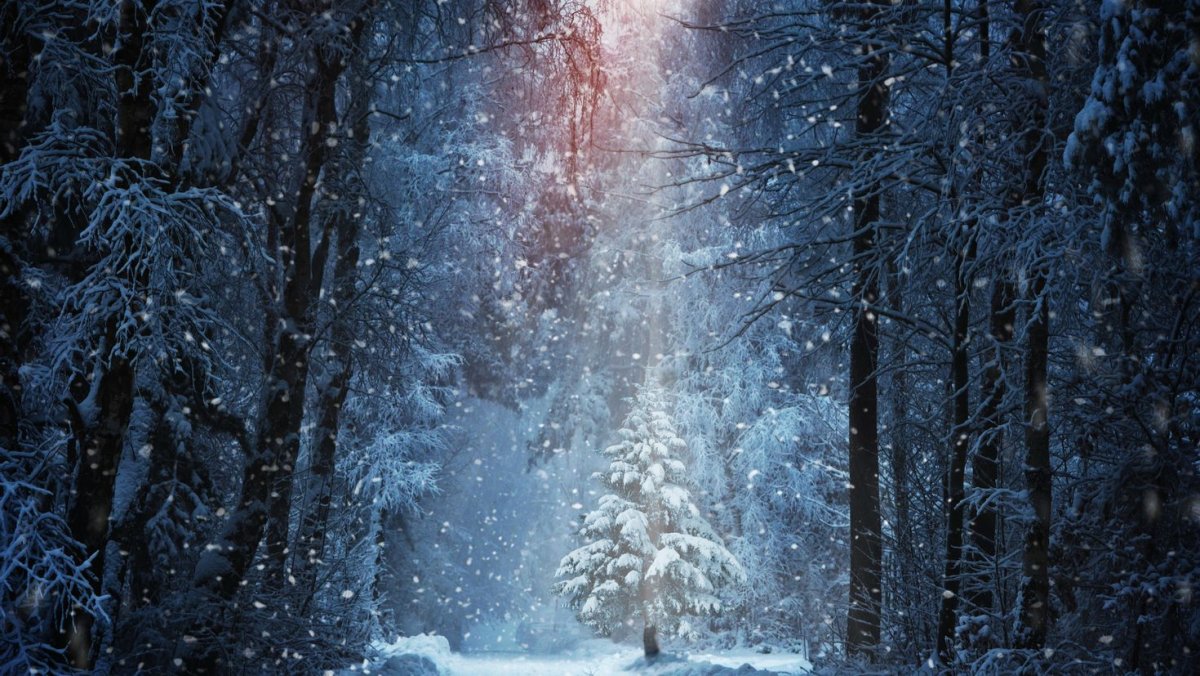 Красивая зима