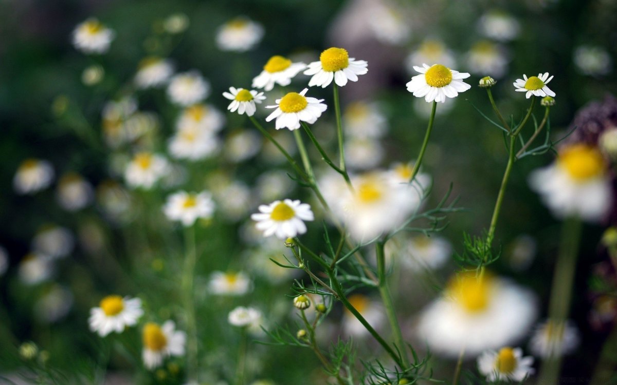 Ромашки обои