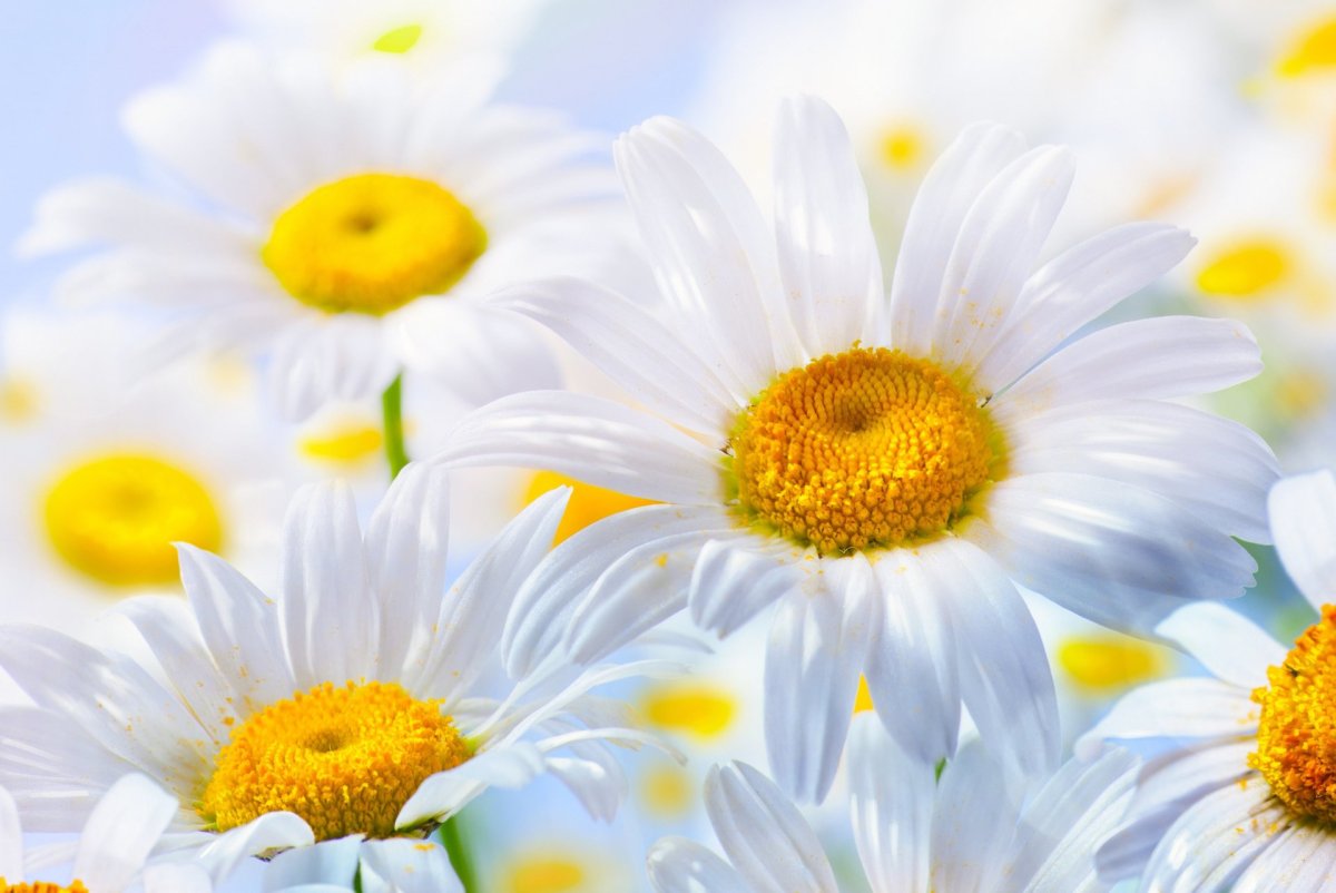 Красивые ромашки