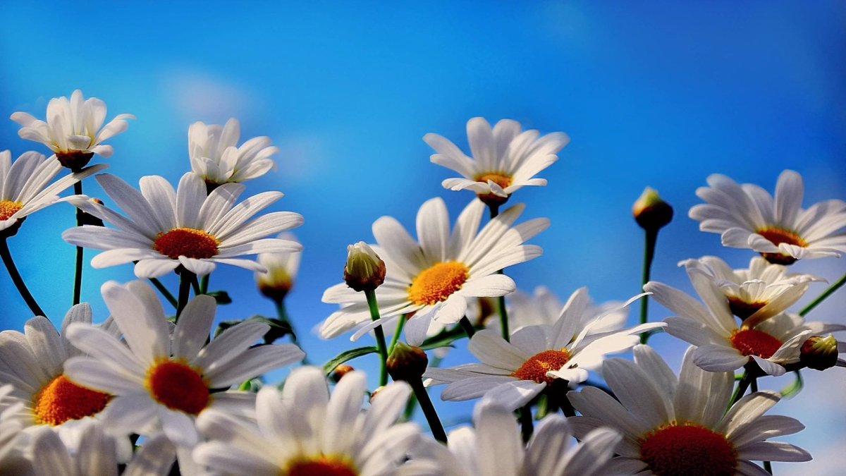 Обои на телефон ромашки