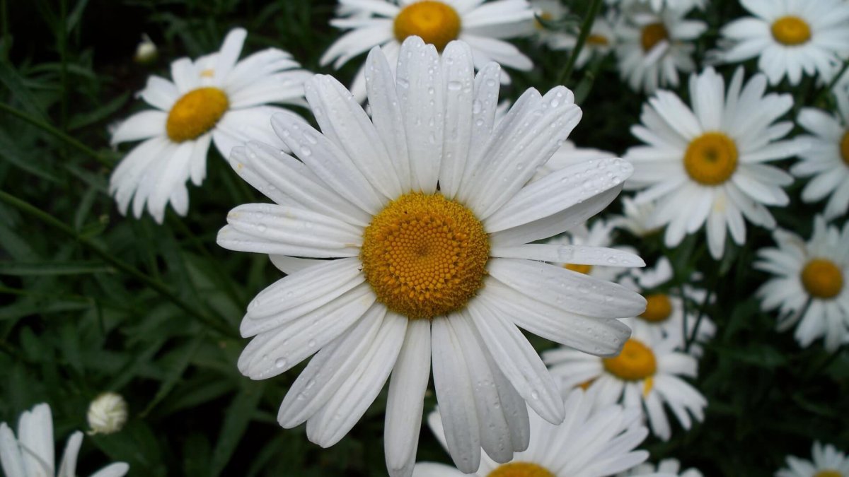 Большая Ромашка