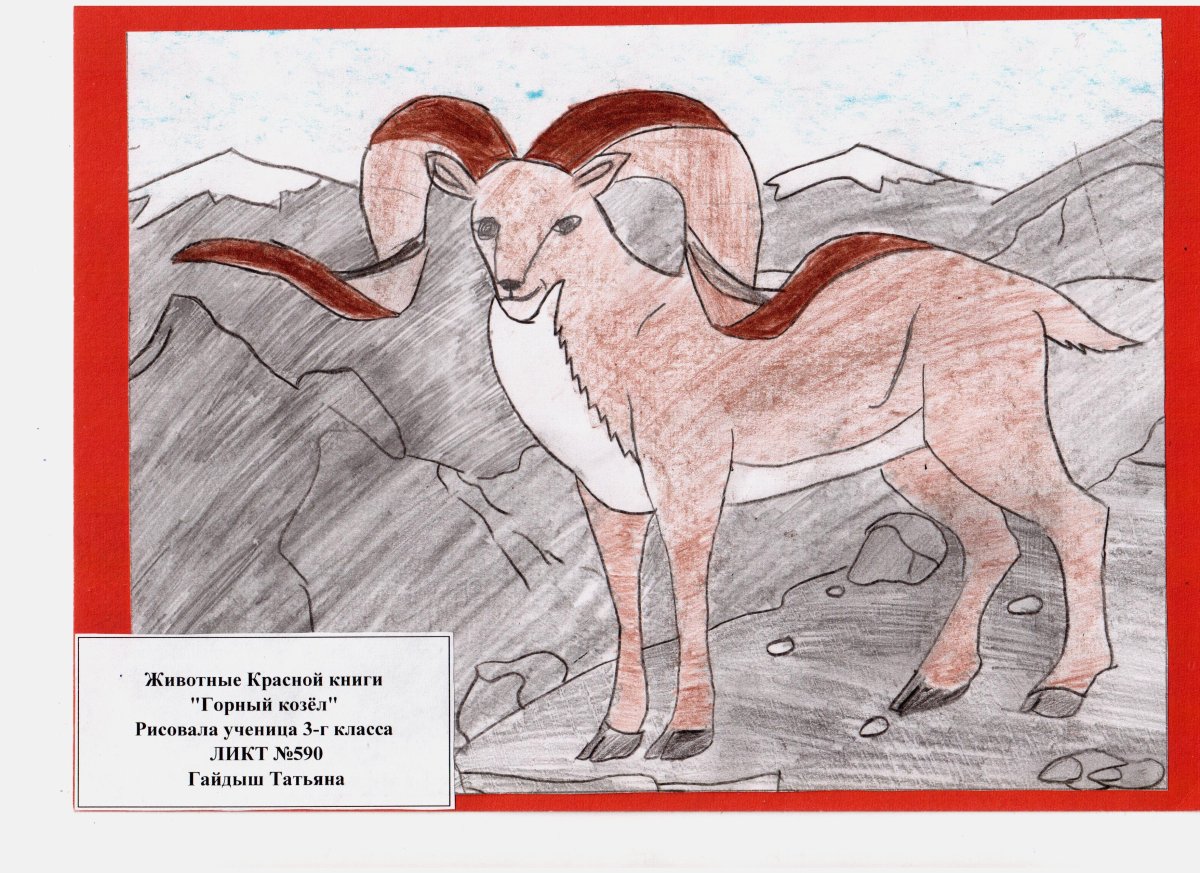 Животные занесенные в красную книгу рисунки