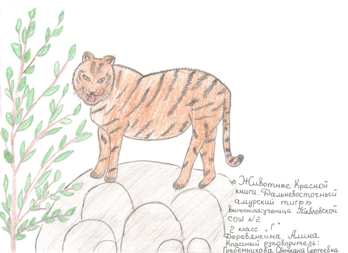 Животные красной книги рисунки