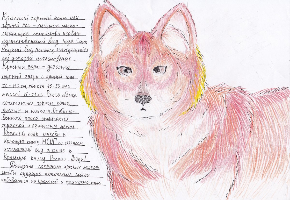 Красный волк рисунок
