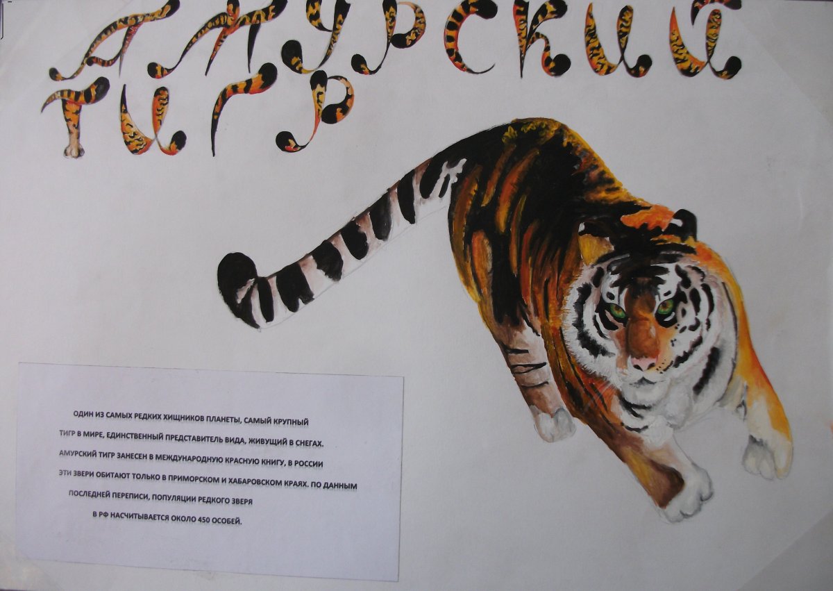 Книжка малышка Амурский тигр