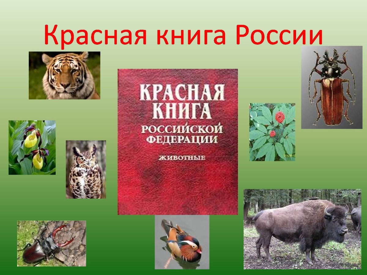 Проект красная книга 4 класс окружающий мир