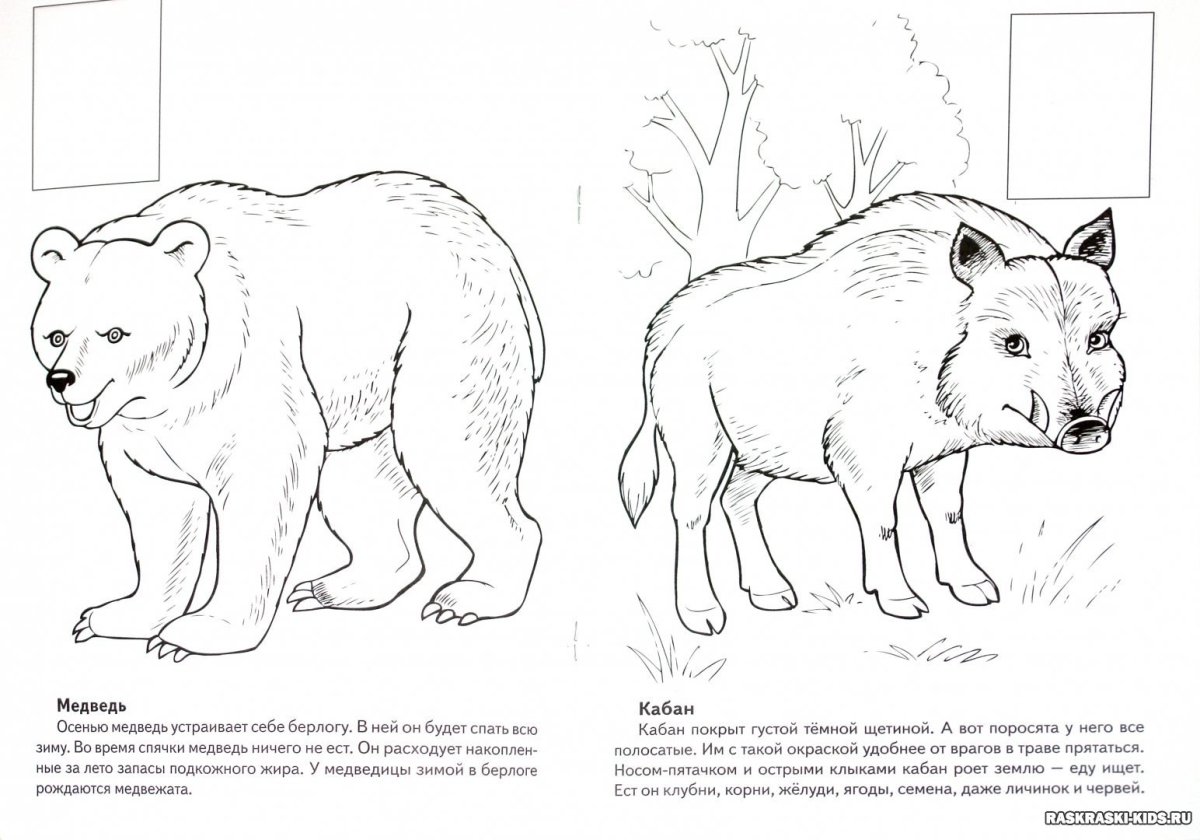 Красная книга раскраска