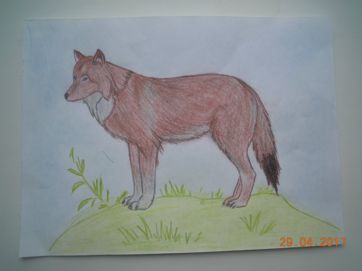 Животные из красной книги