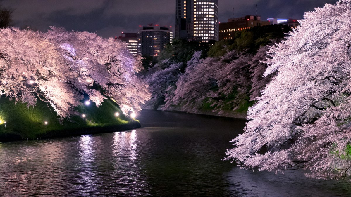 Ночное Токио Сакура