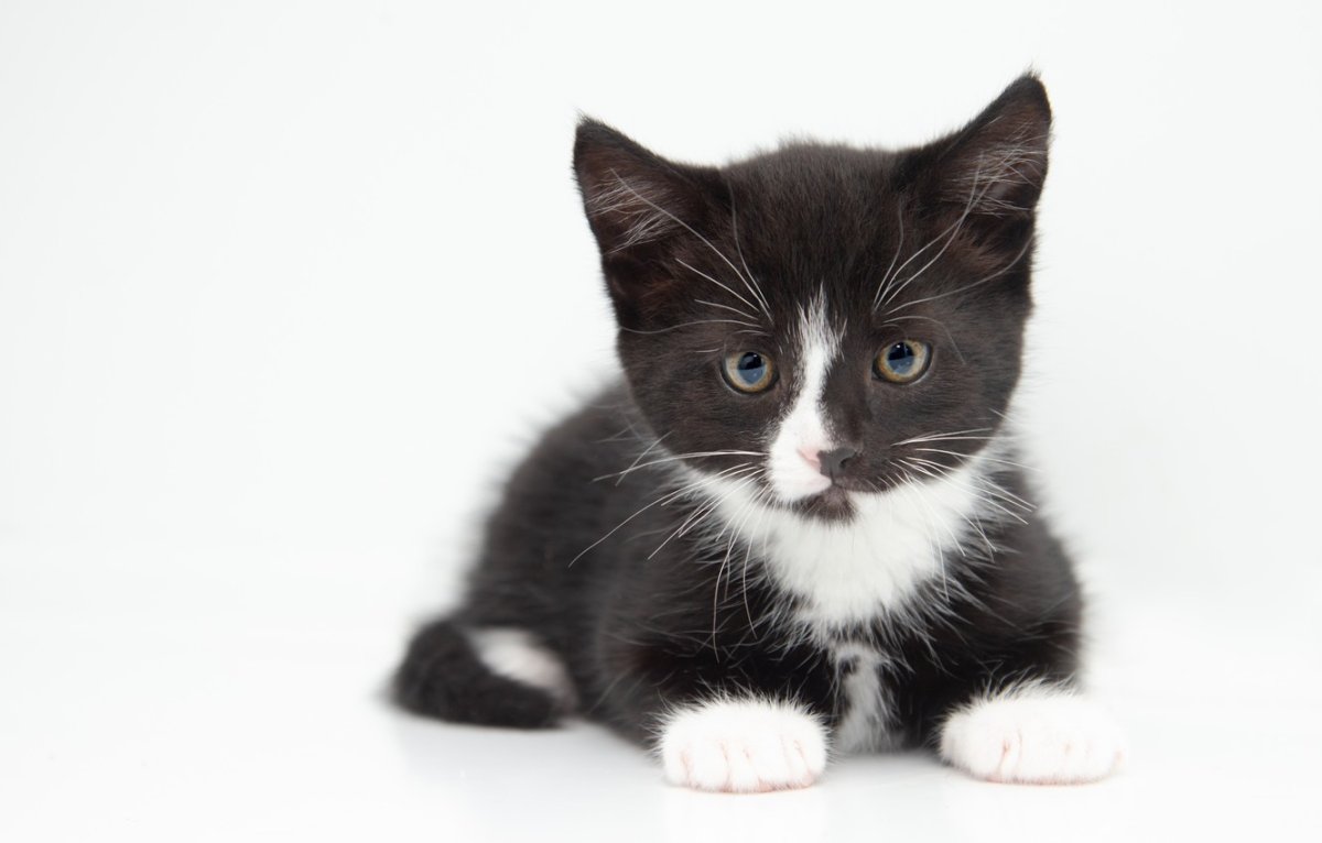 Котенок черно-белый