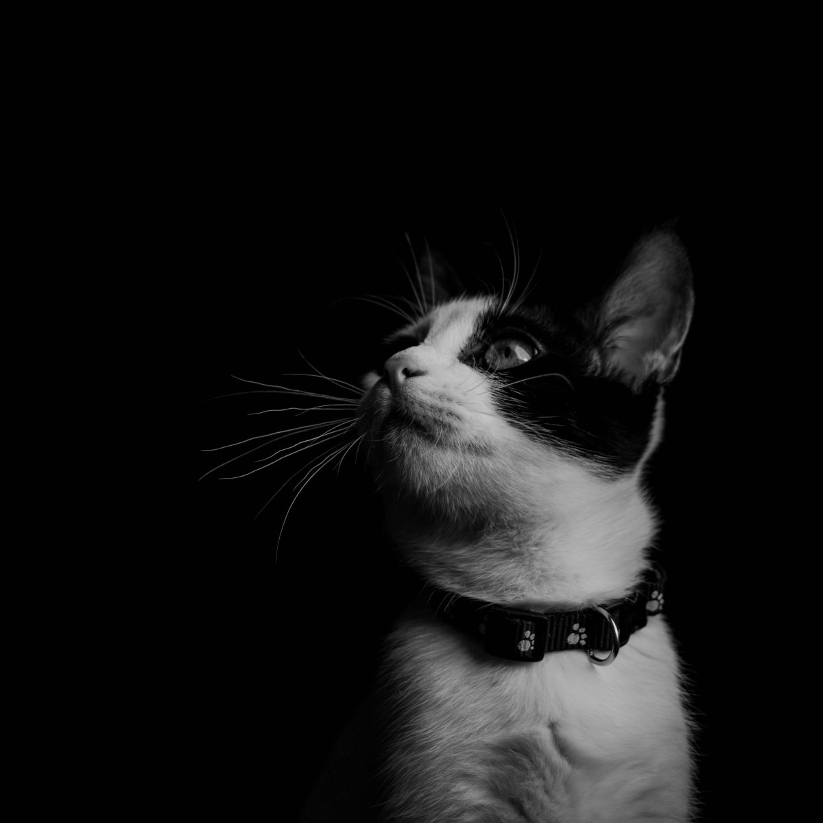 Грустный кот черно белое фото