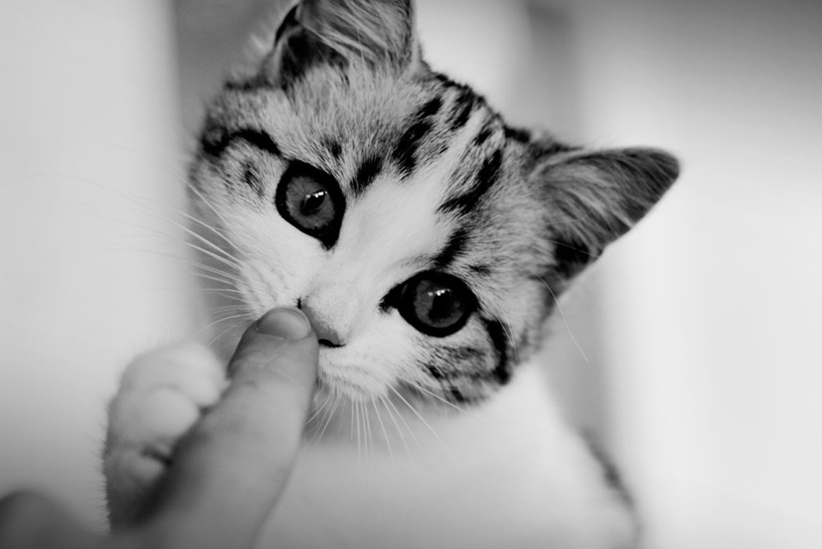 Милые котики