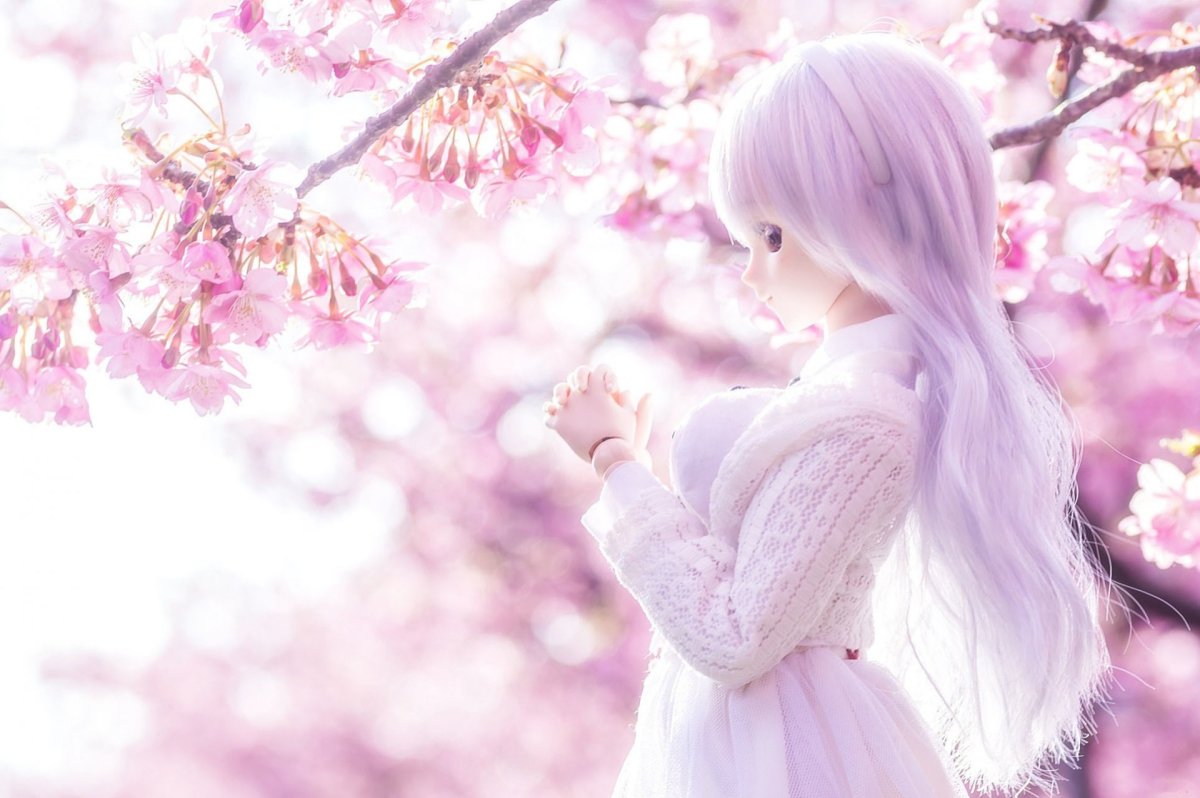 Цветущая Сакура аниме