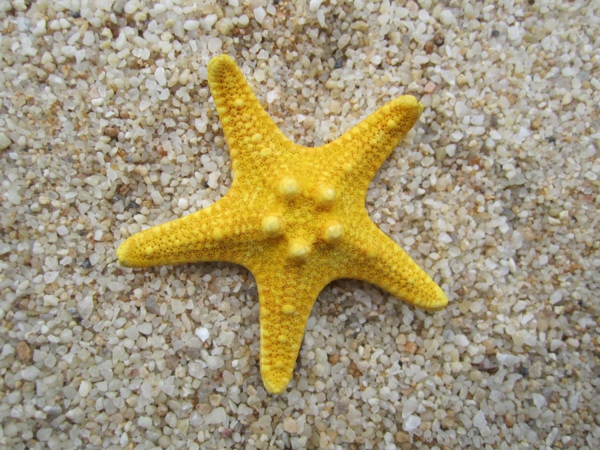 Фиолетовая морская звезда