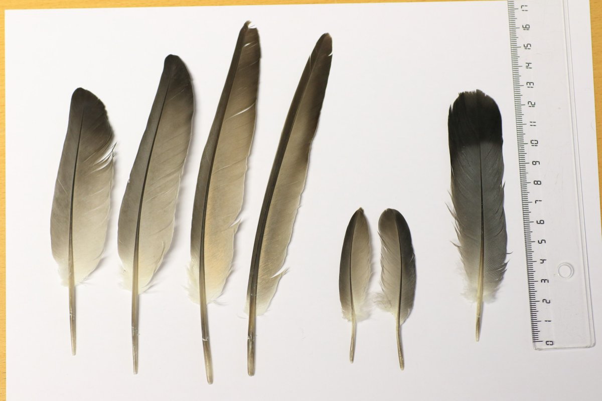 Голубиное перо