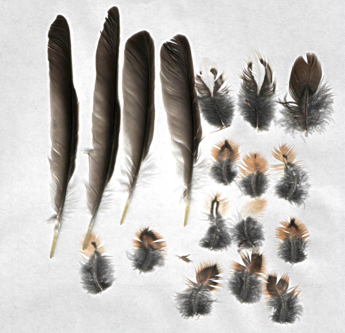Коллекция перьев