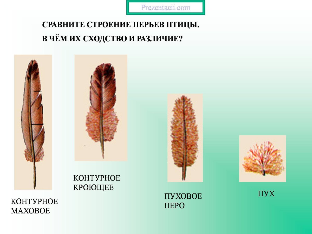 Пуховое перо строение