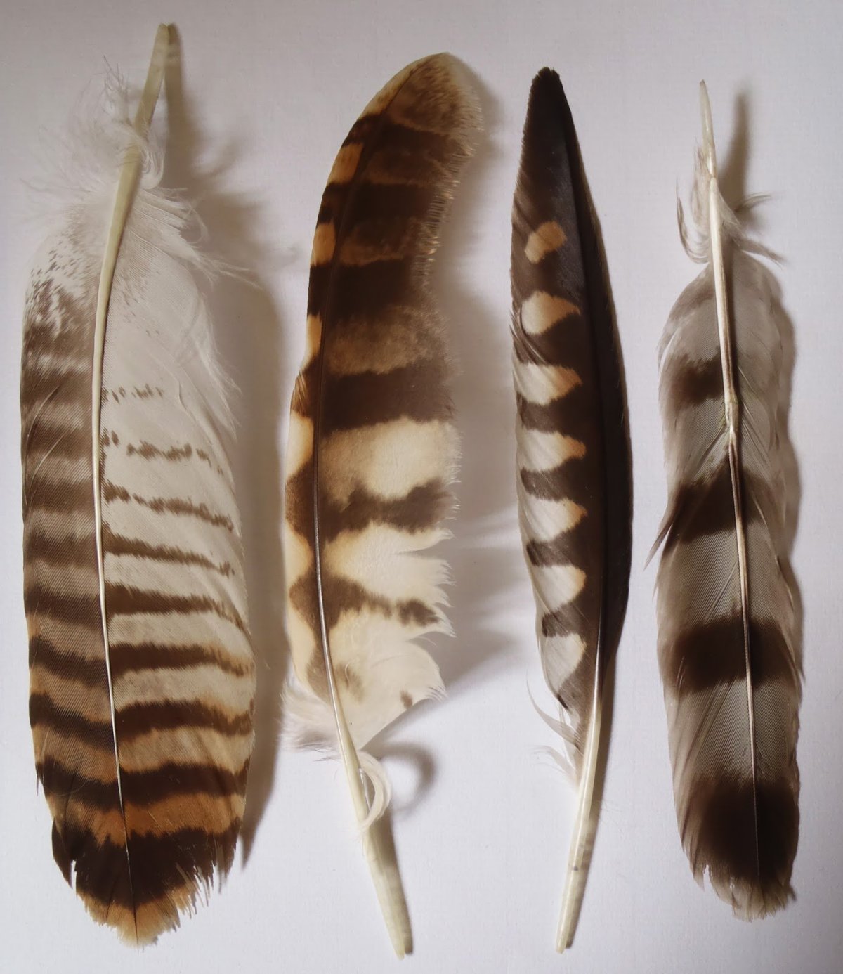 Полосатое перо