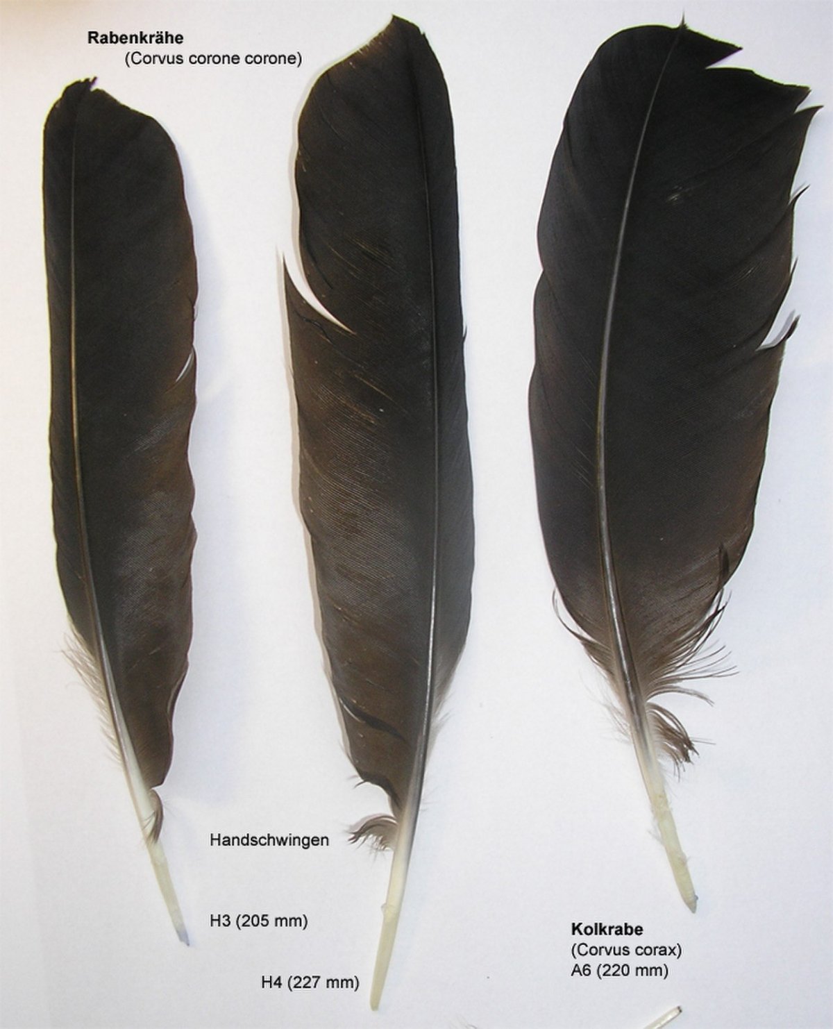 Перья птиц Грач