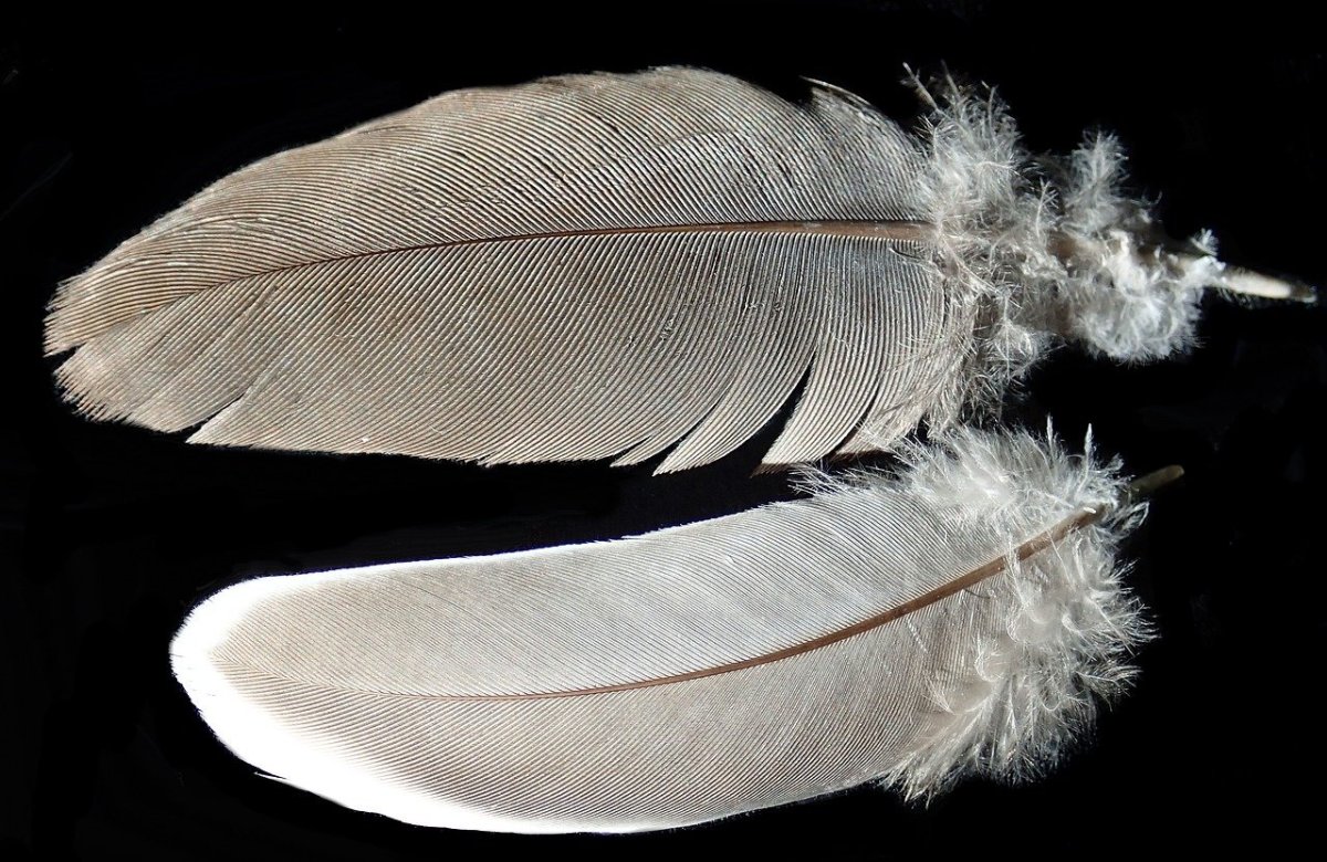 Перья птиц