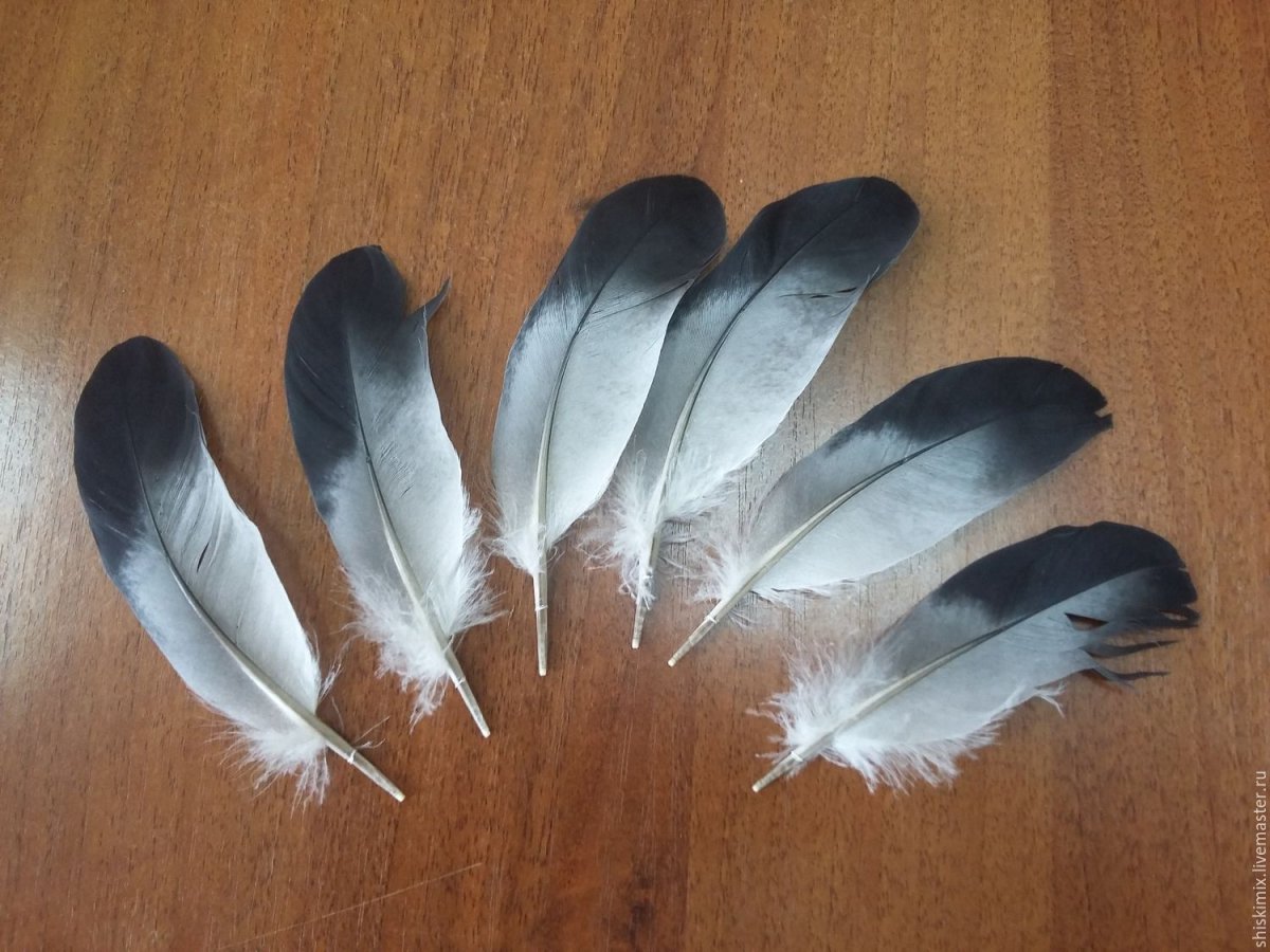 Перо белого голубя