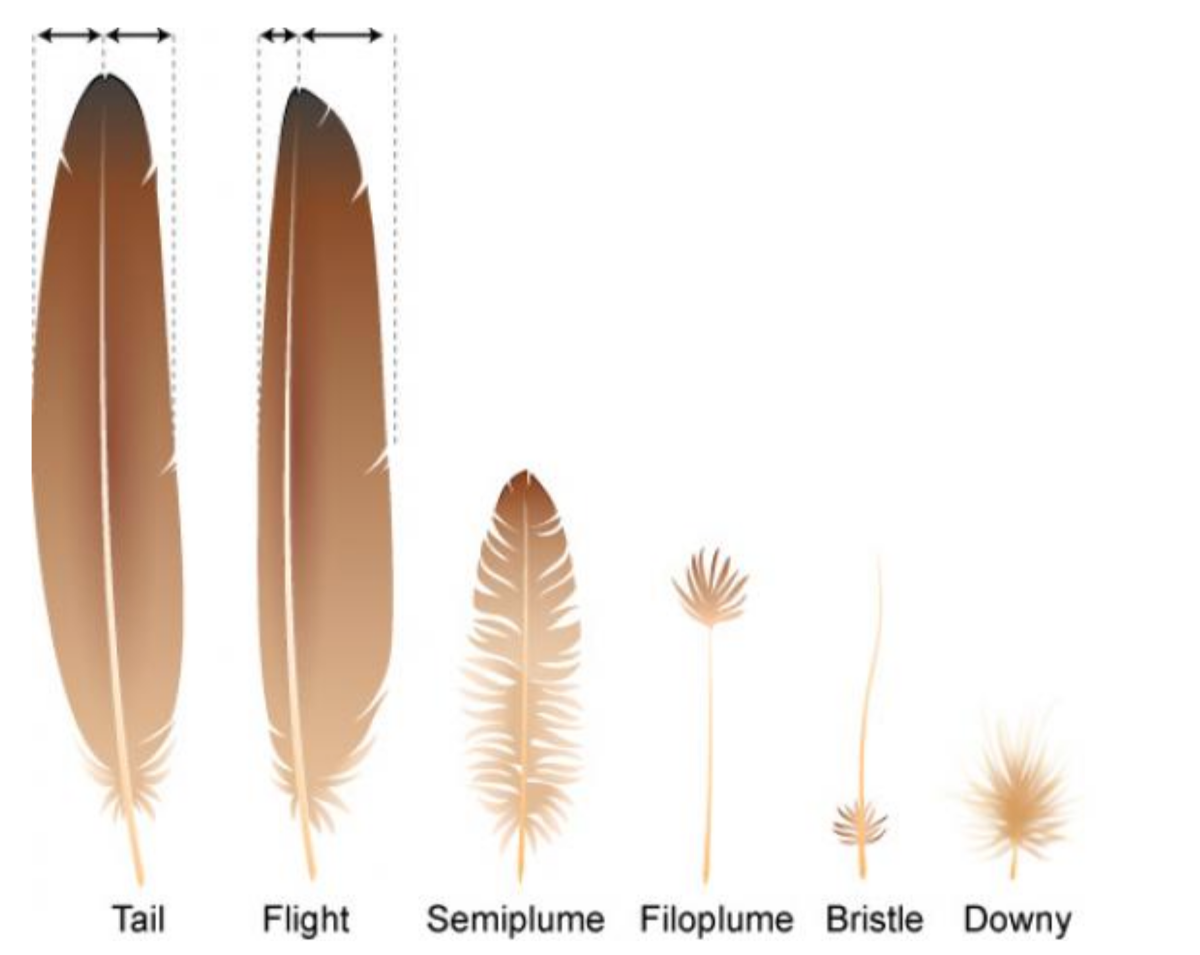 Перо референс