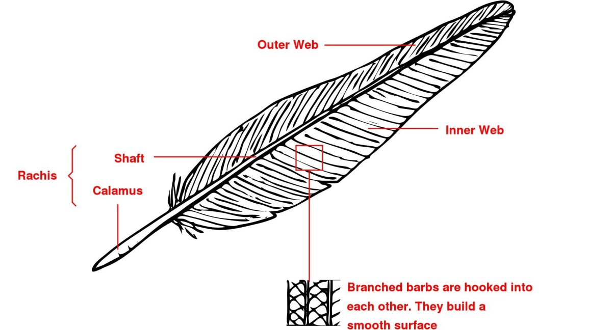 Feather structure