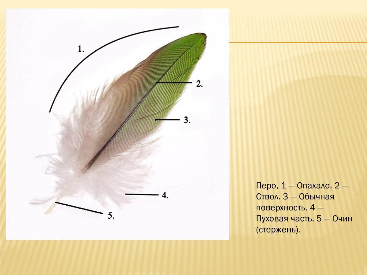 Пуховое перо строение