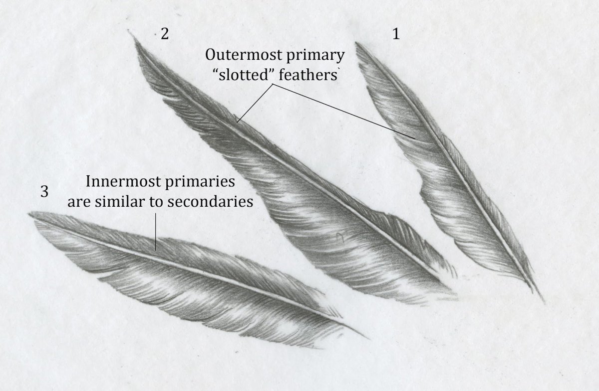 Рисунок контурного пера