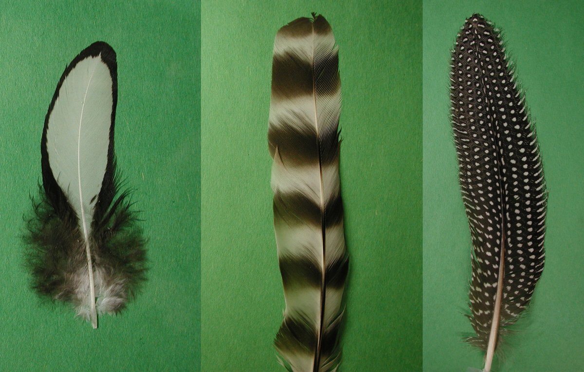 Формы перьев птиц