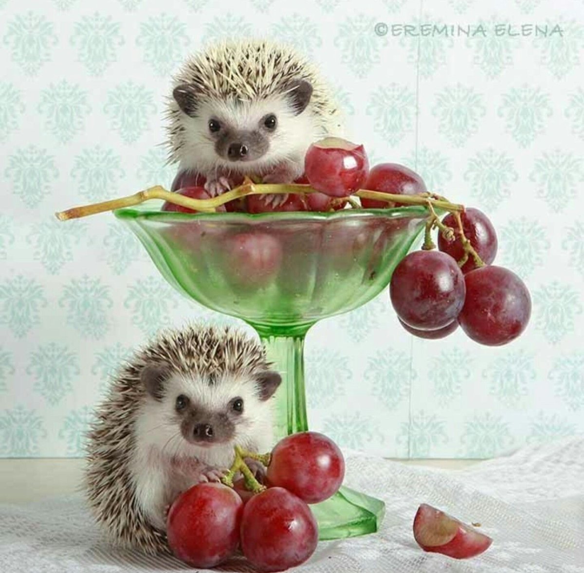 Елена Еремина фотограф ежики