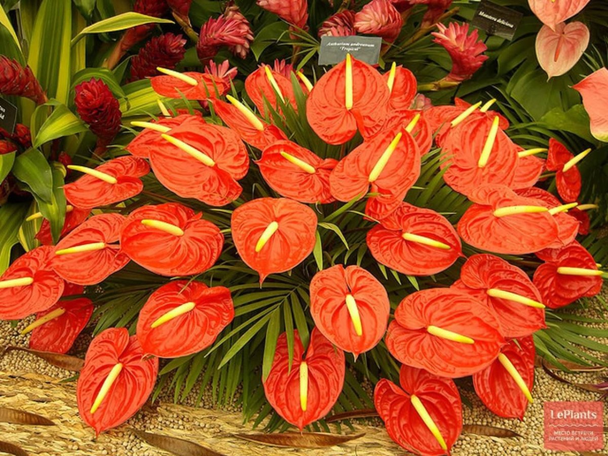 Антария цветок