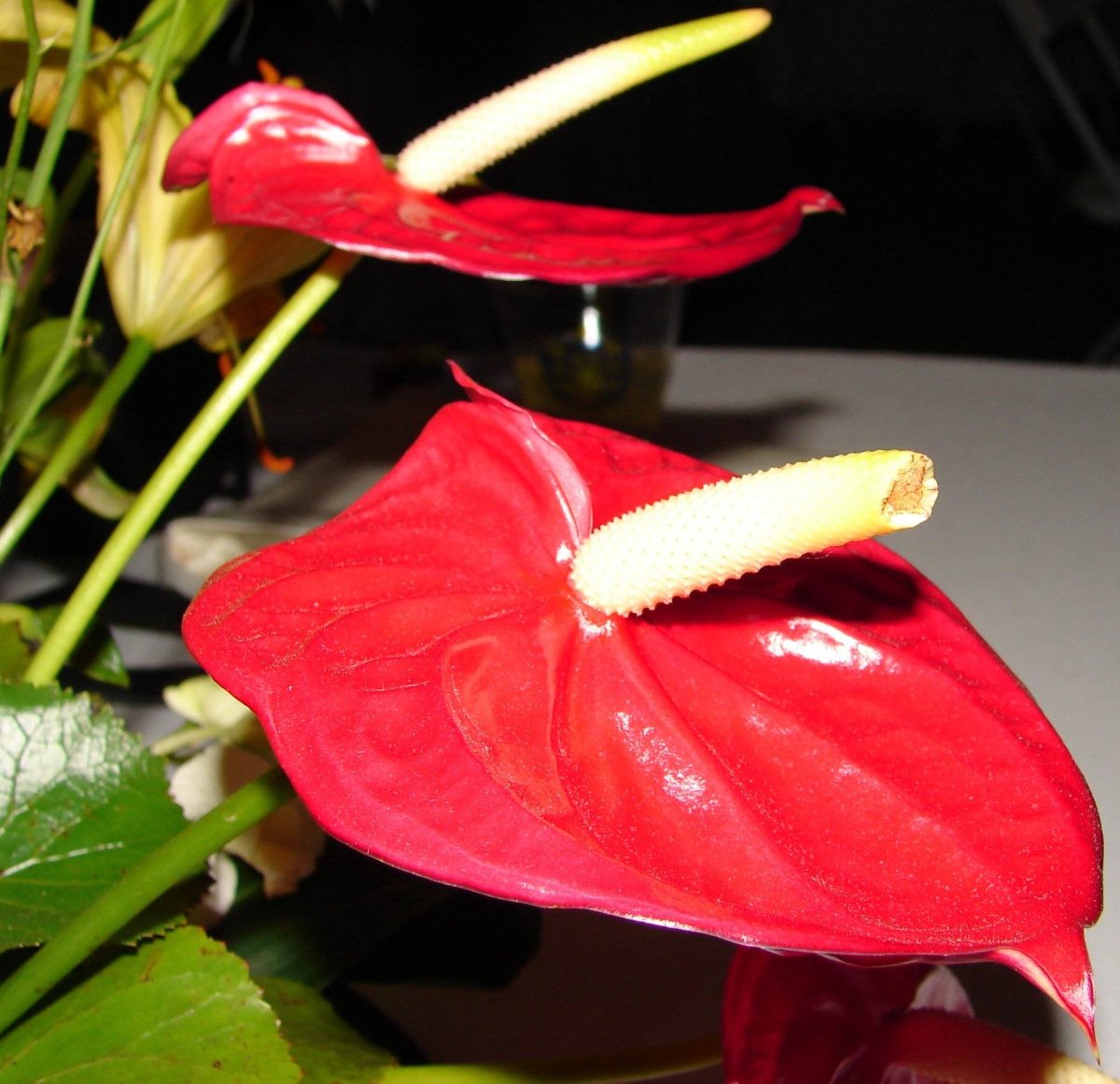 Антуриум Шерцера лососевый