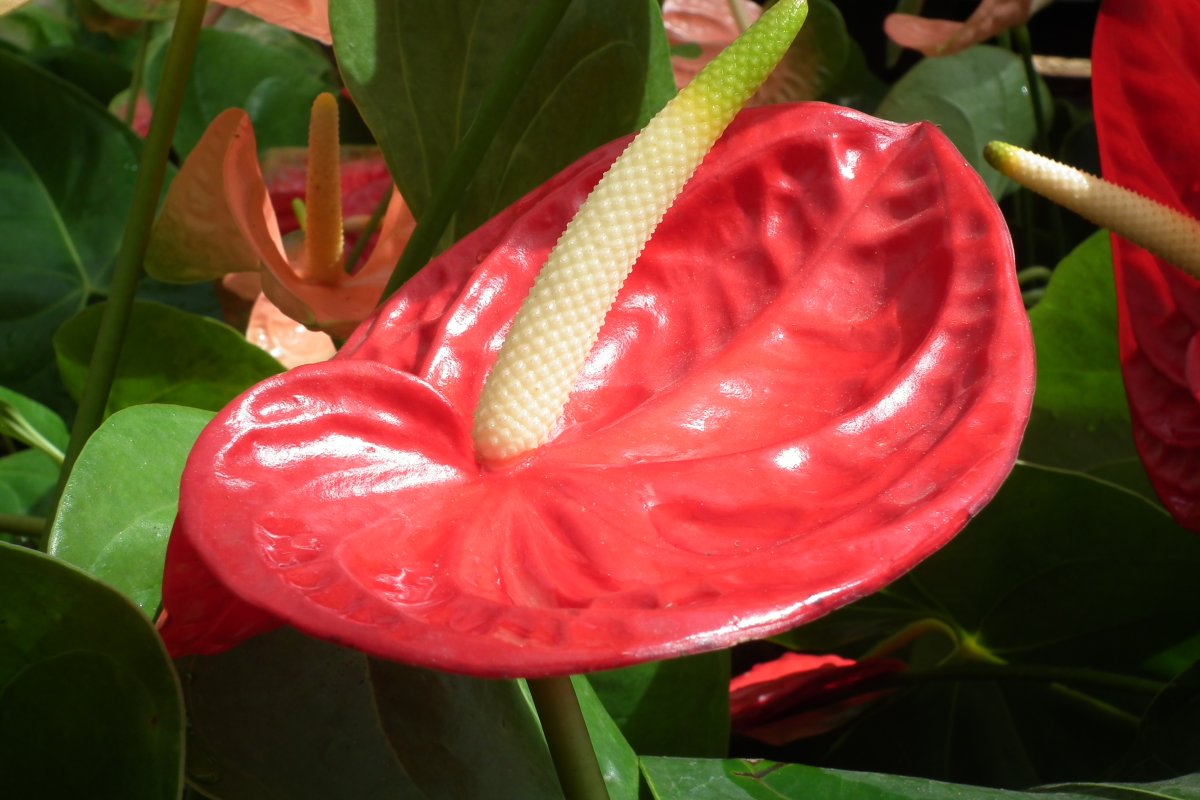 Антуриум Шелл коралл