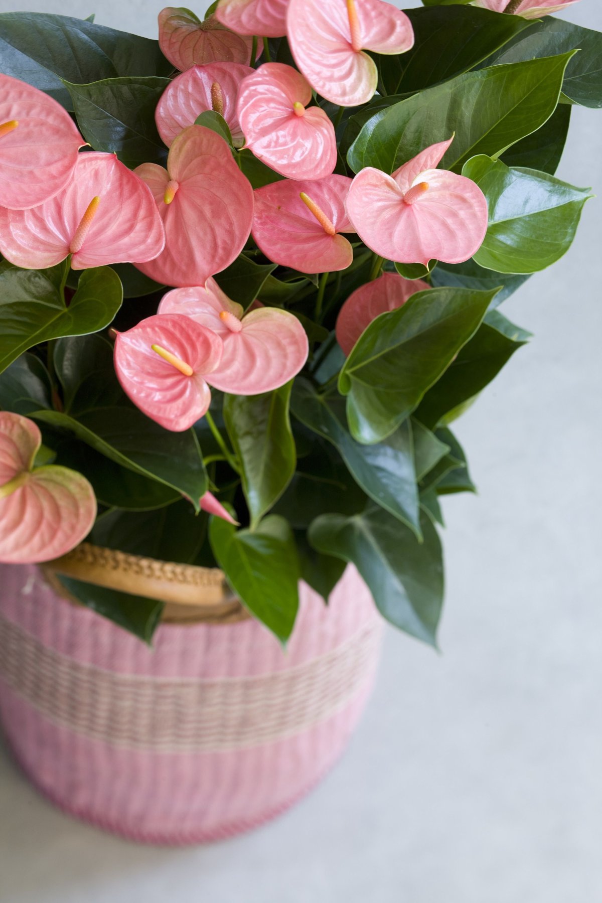 Антуриум Андре розовый