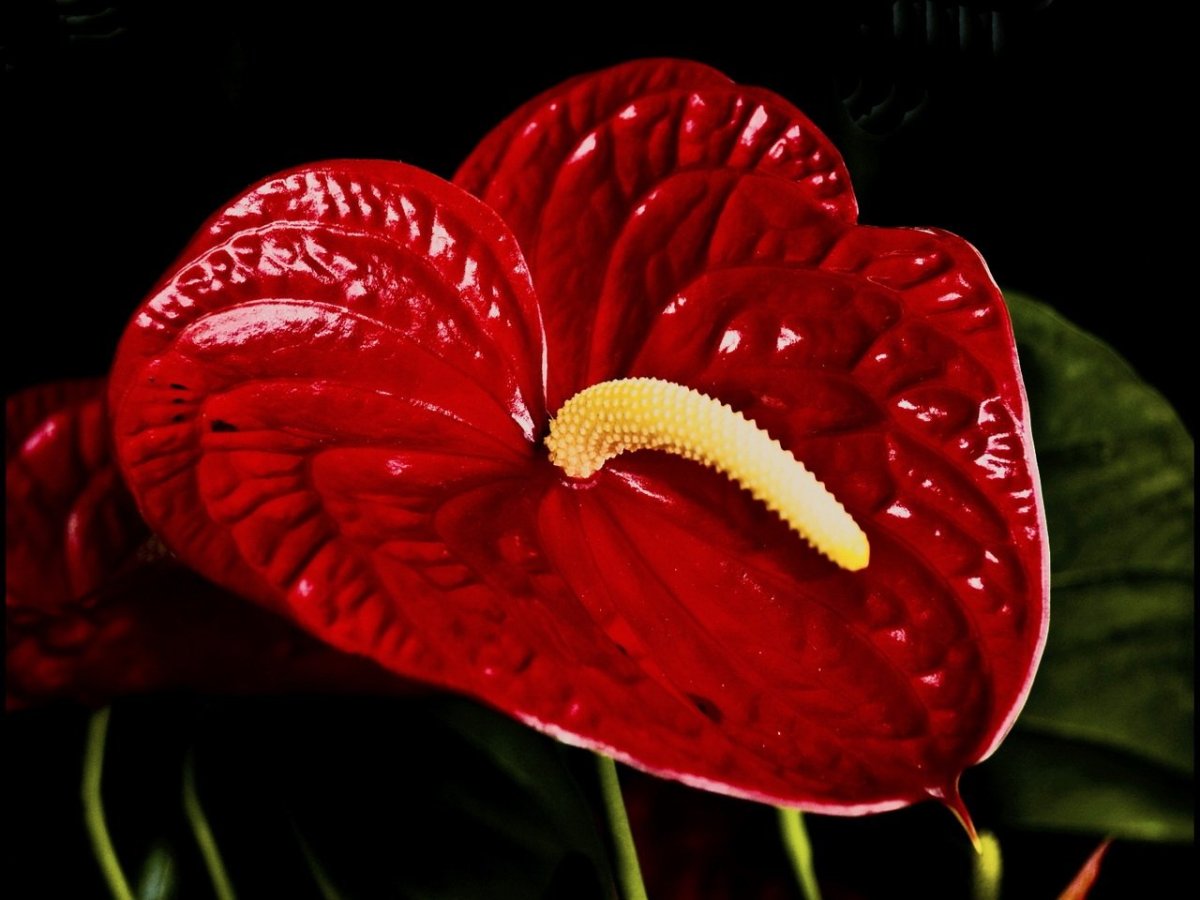 Антуриум красный с красной тычинкой