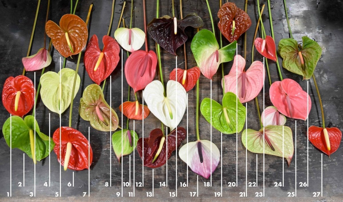 Антуриум Пинк Кинг