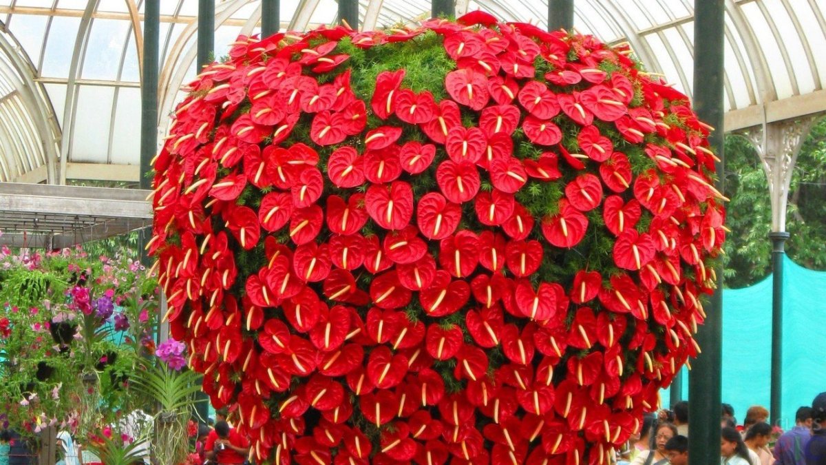 Антуриум цветок мужское счастье