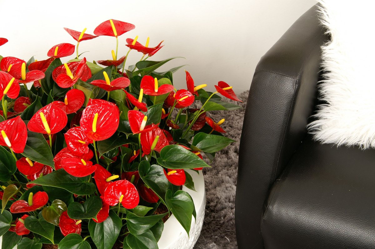 Антуриум Алексия Глориус