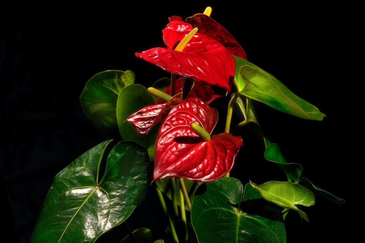 Антуриум Фиорино