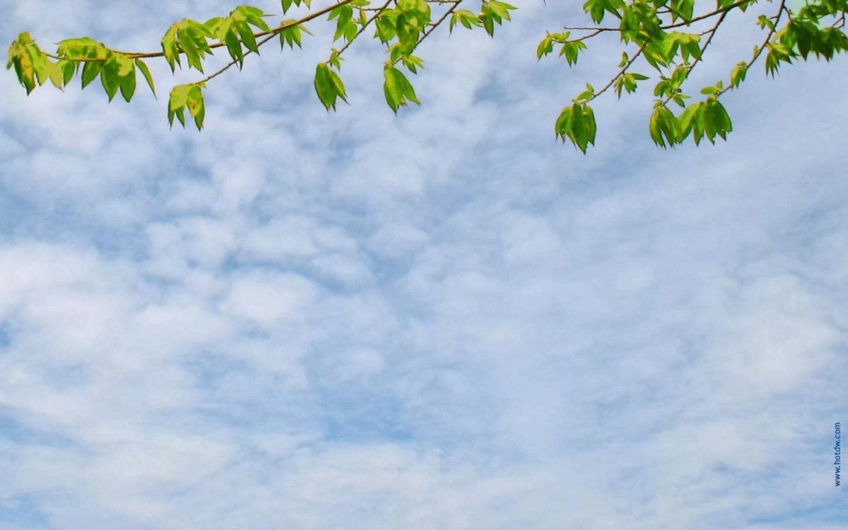 Шаблон для презентации природа