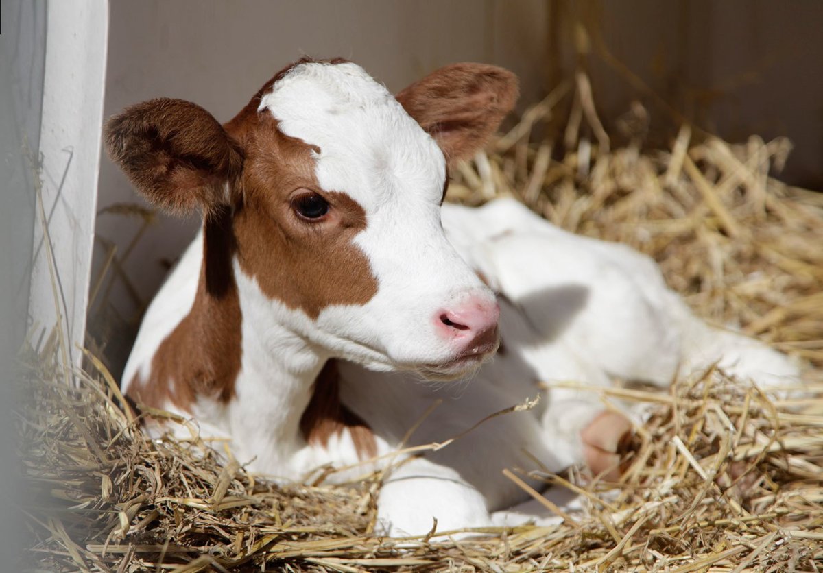 Телята молочники