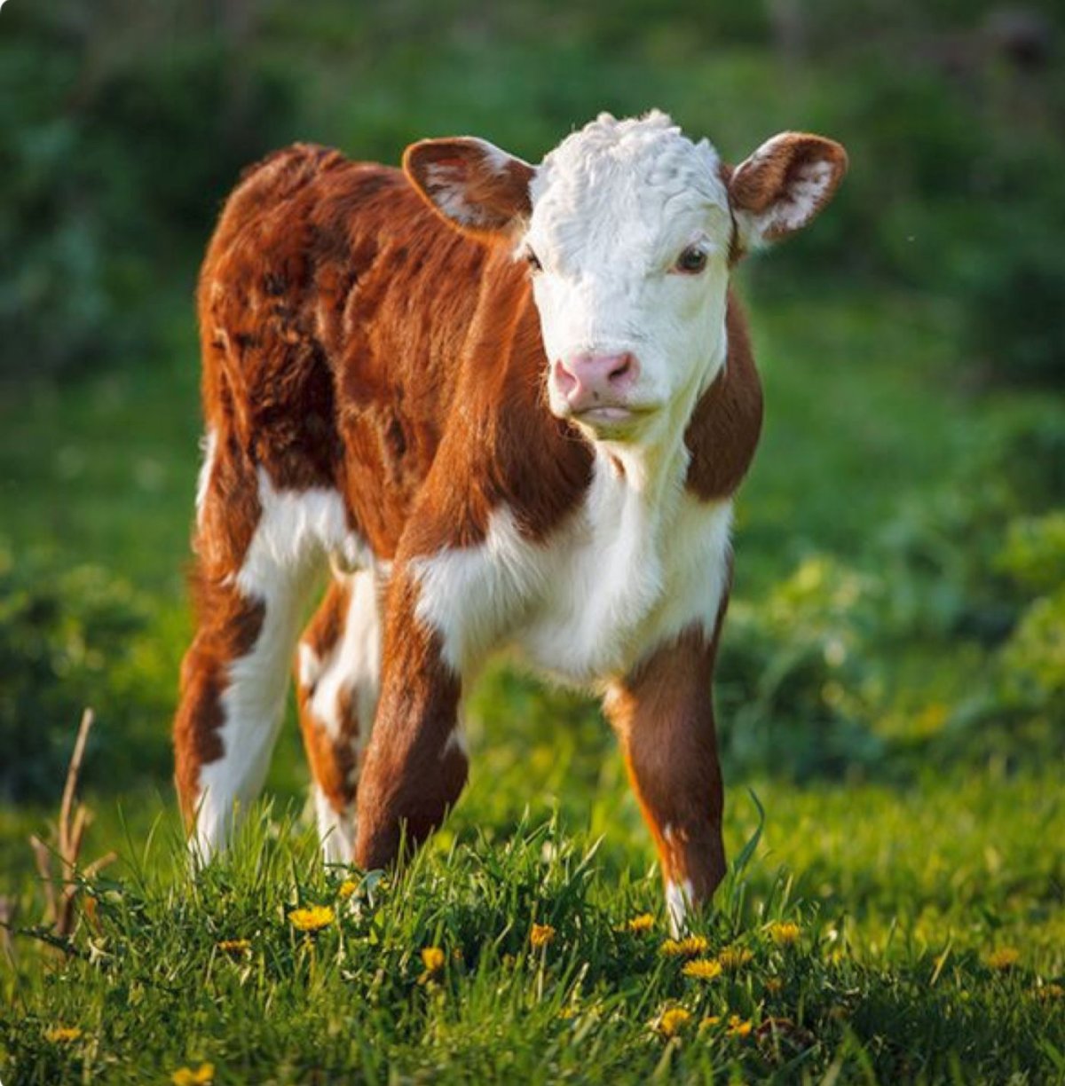 Красивый теленок