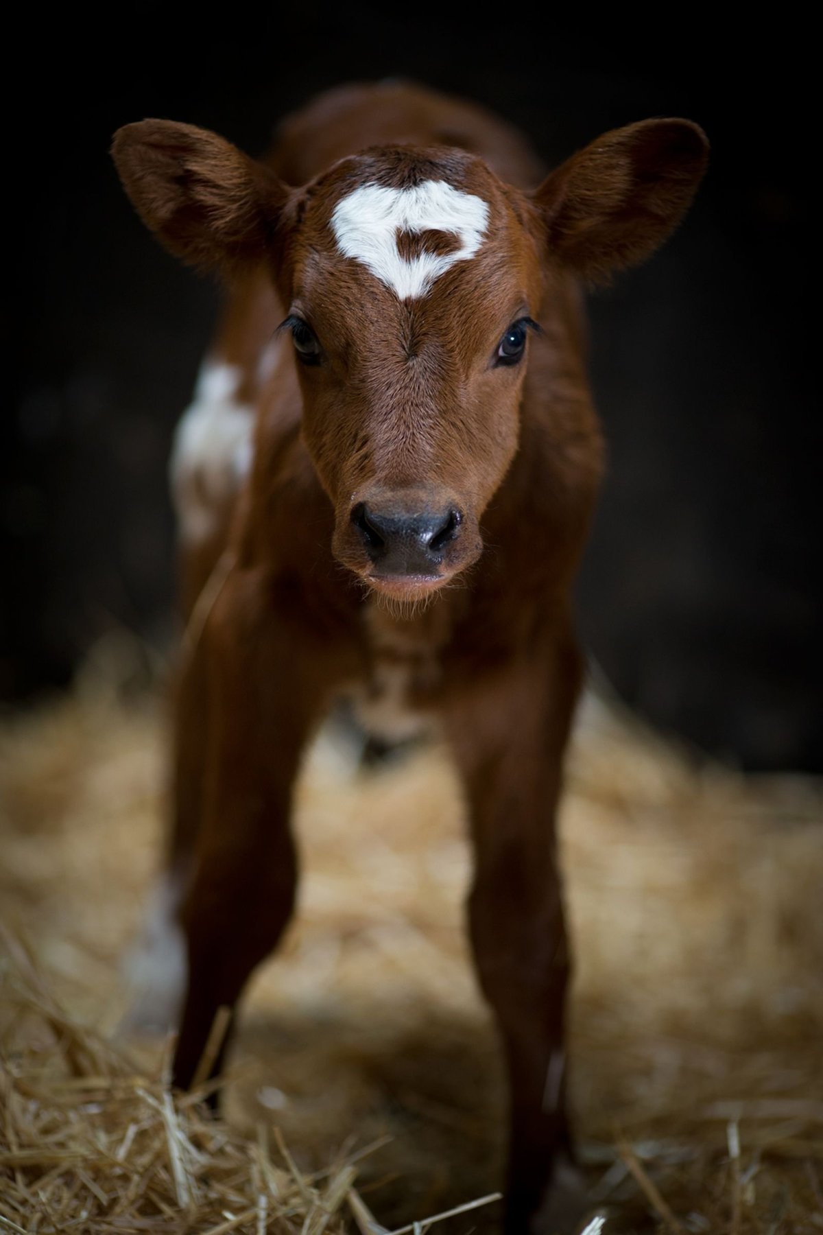 Красивый теленок