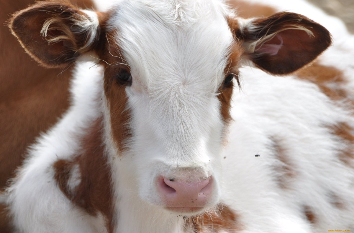 Белый теленок