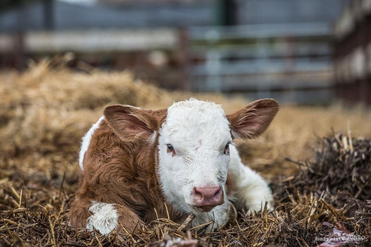 Маленькие телята