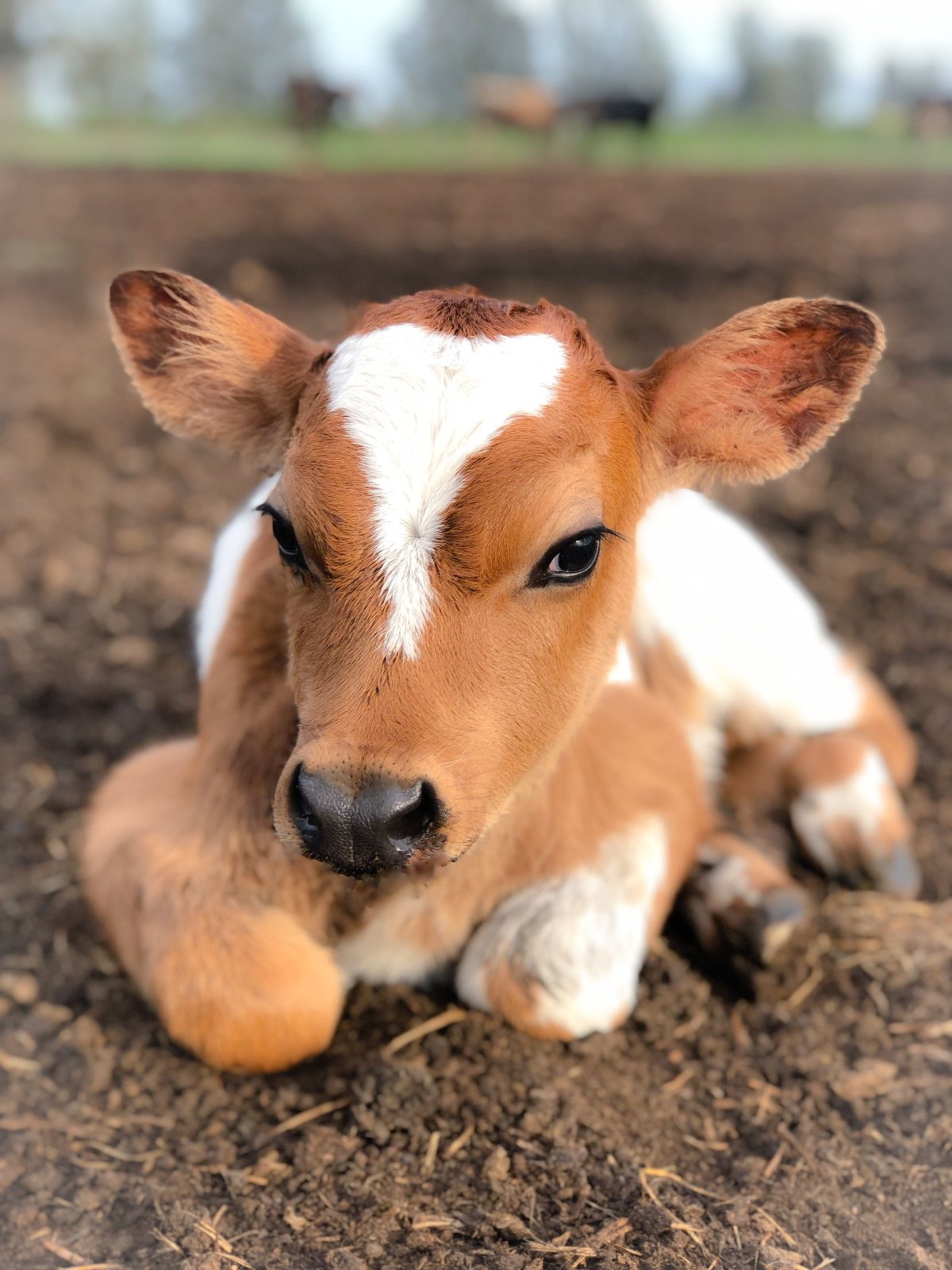 Красивый теленок