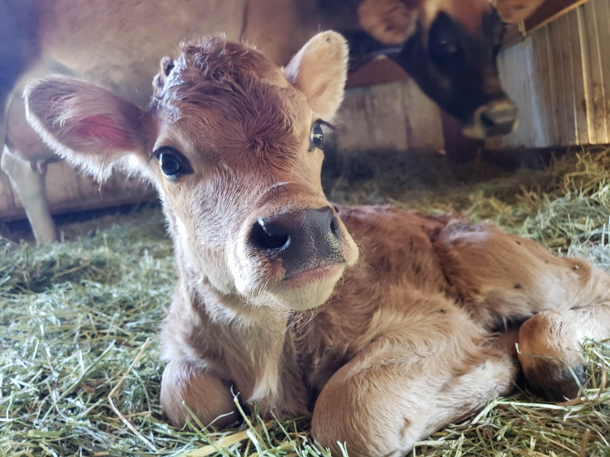 Маленькая корова