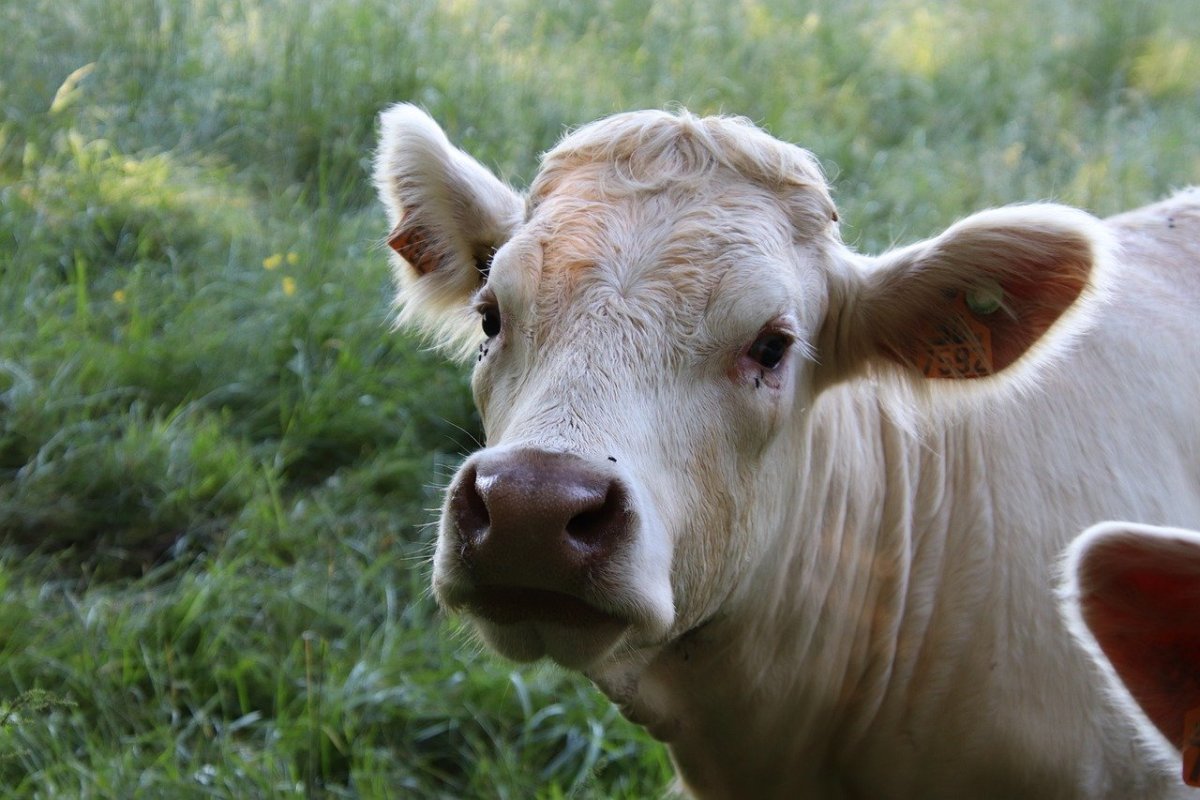 Белый бычок